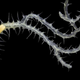Este gusano ramificado (Ramisyllis multicaudata) fue disecado de su esponja huésped. Su única cabeza es visible en la parte inferior izquierda.